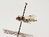  (Andrena leucura - TJW_1429)  @11 [ ] nrr (2023) Unspecified Thomas Wood