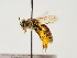  (Andrena biguttata - TJW_1430)  @11 [ ] nrr (2023) Unspecified Thomas Wood