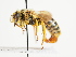  (Andrena elegans - TJW_1437)  @11 [ ] nrr (2023) Unspecified Thomas Wood