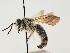 (Andrena nobilis - TJW_1441)  @11 [ ] nrr (2023) Unspecified Thomas Wood