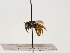  (Andrena sphecodimorpha - TJW_1443)  @11 [ ] nrr (2023) Unspecified Thomas Wood
