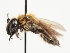  (Andrena rufitibialis - TJW_1468)  @11 [ ] nrr (2023) Unspecified Thomas Wood