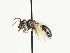  (Andrena lamiana - TJW_1478)  @11 [ ] nrr (2023) Unspecified Thomas Wood