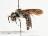  (Andrena dubiosa - TJW_1493)  @11 [ ] nrr (2023) Unspecified Thomas Wood
