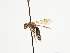  (Andrena bisulcata - TJW_1496)  @11 [ ] nrr (2023) Unspecified Thomas Wood