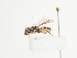  ( - TJW_1501)  @11 [ ] nrr (2023) Unspecified Thomas Wood
