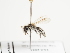  (Andrena binominata - TJW_1510)  @11 [ ] nrr (2023) Unspecified Thomas Wood