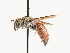  (Paradioxys - TJW_1519)  @11 [ ] nrr (2023) Unspecified Thomas Wood