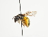  (Nomiapis monstrosa - TJW_1609)  @11 [ ] nrr (2023) Unspecified Thomas Wood