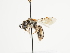  (Halictus quadripartitus - TJW_1615)  @11 [ ] nrr (2023) Unspecified Thomas Wood