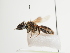  (Andrena fimbriata - TJW_1620)  @11 [ ] nrr (2023) Unspecified Thomas Wood