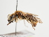  (Andrena probata - TJW_1625)  @11 [ ] nrr (2023) Unspecified Thomas Wood