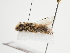  (Andrena mehelyi - TJW_1626)  @11 [ ] nrr (2023) Unspecified Thomas Wood