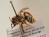  (Andrena dolosa - TJW_1724)  @11 [ ] nrr (2025) Unspecified Thomas Wood