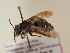  (Andrena kryzhanoskii - TJW_1725)  @11 [ ] nrr (2025) Unspecified Thomas Wood