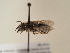  ( - TJW_1732)  @11 [ ] nrr (2025) Unspecified Thomas Wood