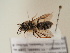  (Andrena meripes - TJW_1740)  @11 [ ] nrr (2025) Unspecified Thomas Wood