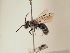  (Andrena hova - TJW_1787)  @11 [ ] nrr (2025) Unspecified Thomas Wood