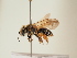  (Andrena phoenicura - TJW_1791)  @11 [ ] nrr (2025) Unspecified Thomas Wood