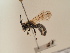 ( - TJW_1794)  @11 [ ] nrr (2025) Unspecified Thomas Wood
