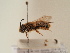  (Andrena kozlovi - TJW_1800)  @11 [ ] nrr (2025) Unspecified Thomas Wood