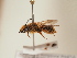  ( - TJW_1801)  @11 [ ] nrr (2025) Unspecified Thomas Wood