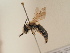  (Andrena solitaria - TJW_1803)  @11 [ ] nrr (2025) Unspecified Thomas Wood