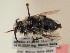  ( - TJW_1826)  @11 [ ] nrr (2025) Unspecified Thomas Wood