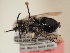  ( - TJW_1827)  @11 [ ] nrr (2025) Unspecified Thomas Wood