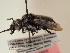  ( - TJW_1835)  @11 [ ] nrr (2025) Unspecified Thomas Wood