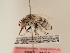  ( - TJW_1884)  @11 [ ] nrr (2025) Unspecified Thomas Wood