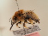  (Anthophora segnis - TJW_1923)  @11 [ ] nrr (2025) Unspecified Thomas Wood