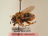  ( - TJW_1934)  @11 [ ] nrr (2025) Unspecified Thomas Wood