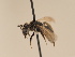  ( - TJW_1941)  @11 [ ] nrr (2025) Unspecified Thomas Wood