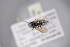  ( - BC-ZSM-HYM-27676-D06)  @12 [ ] CreativeCommons - Attribution Non-Commercial Share-Alike (2016) SNSB, Staatliche Naturwissenschaftliche Sammlungen Bayerns ZSM (SNSB, Zoologische Staatssammlung Muenchen)