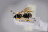  ( - BC-ZSM-HYM-27676-E12)  @11 [ ] CreativeCommons - Attribution Non-Commercial Share-Alike (2016) SNSB, Staatliche Naturwissenschaftliche Sammlungen Bayerns ZSM (SNSB, Zoologische Staatssammlung Muenchen)