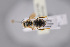  (Halictus simplex aggr - BC-ZSM-HYM-27676-F02)  @11 [ ] CreativeCommons - Attribution Non-Commercial Share-Alike (2016) SNSB, Staatliche Naturwissenschaftliche Sammlungen Bayerns ZSM (SNSB, Zoologische Staatssammlung Muenchen)