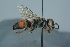  ( - BC ZSM HYM 24761)  @13 [ ] CreativeCommons - Attribution Non-Commercial Share-Alike (2015) Unspecified SNSB, Zoologische Staatssammlung Muenchen