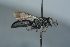  ( - BC ZSM HYM 24779)  @13 [ ] CreativeCommons - Attribution Non-Commercial Share-Alike (2015) Unspecified SNSB, Zoologische Staatssammlung Muenchen