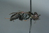  ( - BC ZSM HYM 24781)  @12 [ ] CreativeCommons - Attribution Non-Commercial Share-Alike (2015) Unspecified SNSB, Zoologische Staatssammlung Muenchen