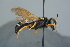  (Philanthus coronatus - BC ZSM HYM 24783)  @14 [ ] CreativeCommons - Attribution Non-Commercial Share-Alike (2015) Unspecified SNSB, Zoologische Staatssammlung Muenchen