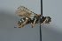  (Nysson distinguendus - BC ZSM HYM 24788)  @14 [ ] CreativeCommons - Attribution Non-Commercial Share-Alike (2015) Unspecified SNSB, Zoologische Staatssammlung Muenchen