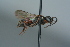  (Nysson spCSE1716 - BC ZSM HYM 24789)  @13 [ ] CreativeCommons - Attribution Non-Commercial Share-Alike (2015) Unspecified SNSB, Zoologische Staatssammlung Muenchen