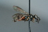  (Nysson paralias - BC ZSM HYM 24790)  @14 [ ] CreativeCommons - Attribution Non-Commercial Share-Alike (2015) Unspecified SNSB, Zoologische Staatssammlung Muenchen