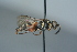  ( - BC ZSM HYM 24791)  @14 [ ] CreativeCommons - Attribution Non-Commercial Share-Alike (2015) Unspecified SNSB, Zoologische Staatssammlung Muenchen