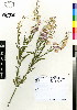  (Polygala virgata - MEK049)  @11 [ ] CreativeCommons - Attribution Non-Commercial Share-Alike (2012) Mamadi Theresa Sethusa University of Johannesburg