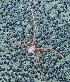  (Sternostylidae - WP23_CR173)  @11 [ ] Copyright (c) (2023) Unspecified Korea Institute of Ocean Science & Technology