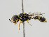  (Dasyproctus - BC ZSM HYM 11034)  @15 [ ] CreativeCommons - Attribution Non-Commercial Share-Alike (2018) SNSB, Staatliche Naturwissenschaftliche Sammlungen Bayerns ZSM (SNSB, Zoologische Staatssammlung Muenchen)
