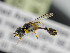  ( - BC ZSM HYM 11036)  @12 [ ] CreativeCommons - Attribution Non-Commercial Share-Alike (2018) SNSB, Staatliche Naturwissenschaftliche Sammlungen Bayerns ZSM (SNSB, Zoologische Staatssammlung Muenchen)