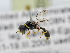  ( - BC ZSM HYM 11037)  @12 [ ] CreativeCommons - Attribution Non-Commercial Share-Alike (2018) SNSB, Staatliche Naturwissenschaftliche Sammlungen Bayerns ZSM (SNSB, Zoologische Staatssammlung Muenchen)